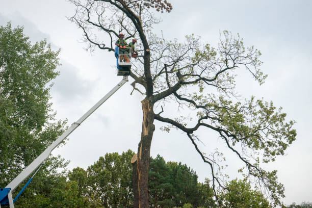 Best Tree Mulching  in Hebron, IL