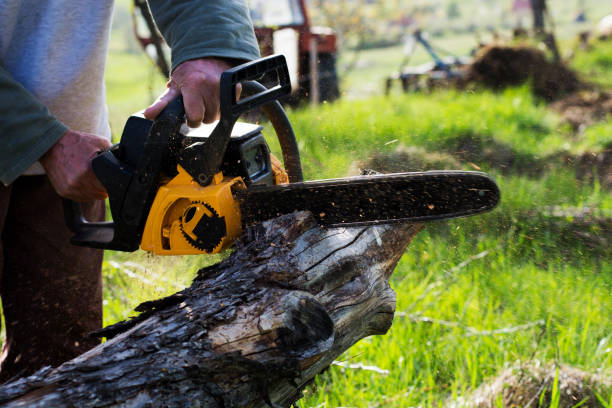 Best Storm Damage Tree Cleanup  in Hebron, IL